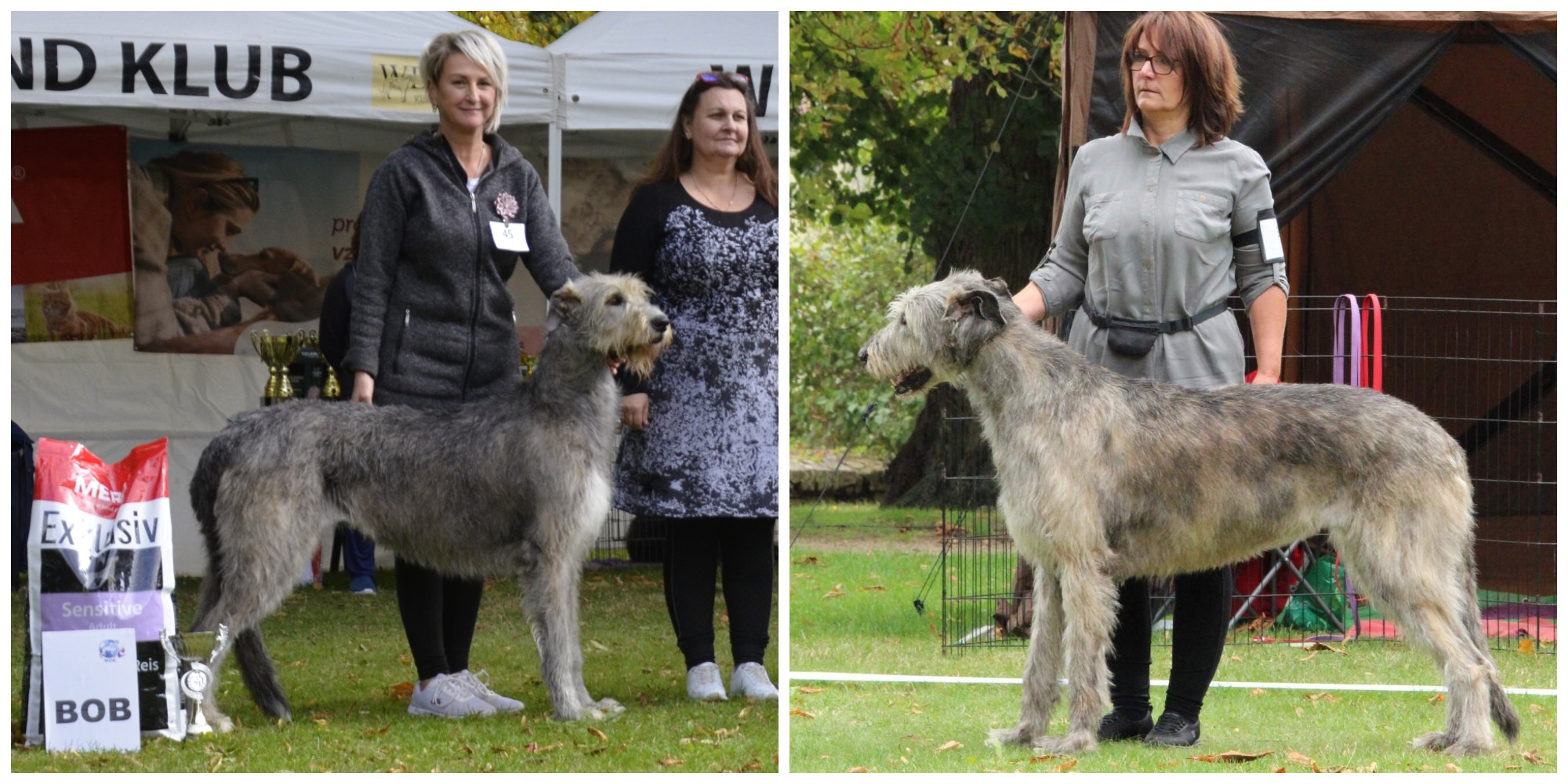 Ivette Vlčí píseň a Fortuity Zelený pruh Ivette Vlčí píseň a Fortuity Zelený pruh